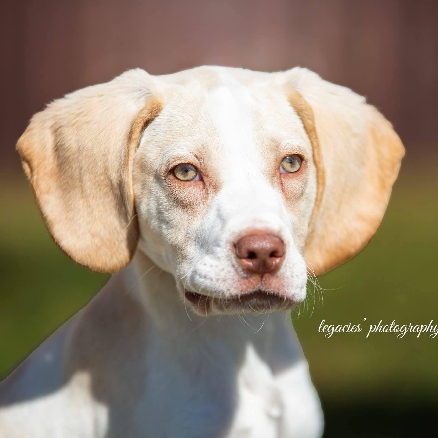 Enlarge Abner, an adopted mixed breed in East Peoria, IL image 1/6