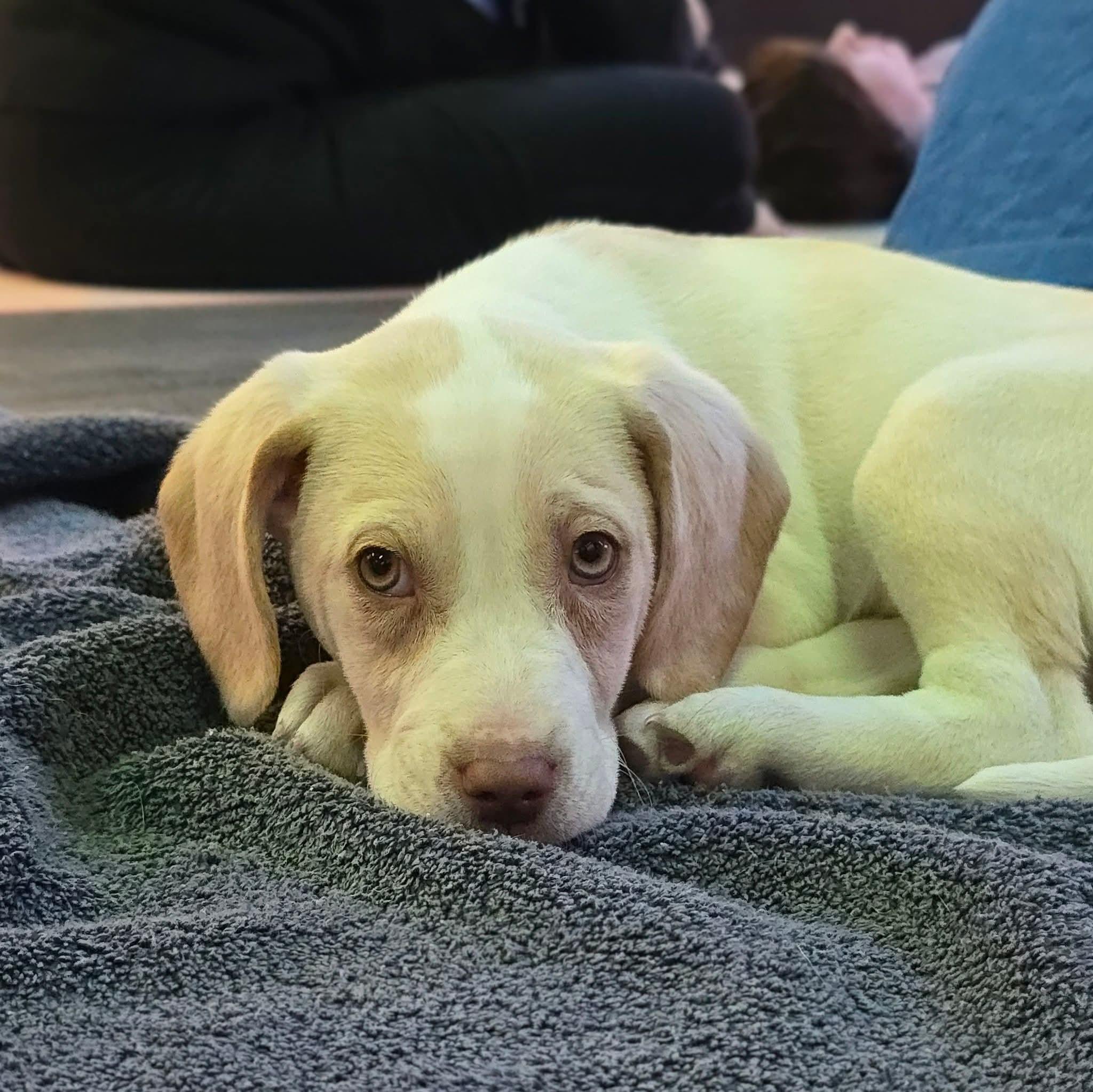 Enlarge Abner, an adopted mixed breed in East Peoria, IL image 4/6