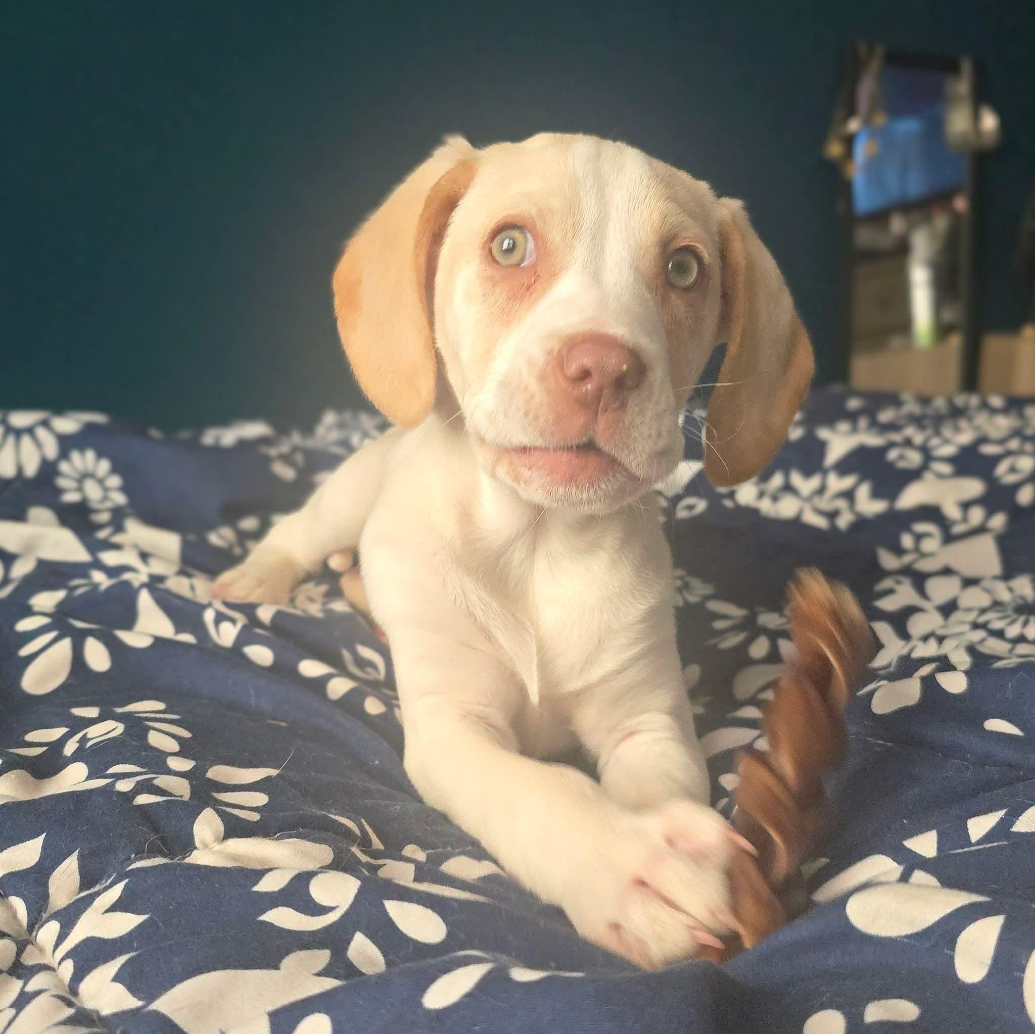 Enlarge Abner, an adopted mixed breed in East Peoria, IL image 2/6