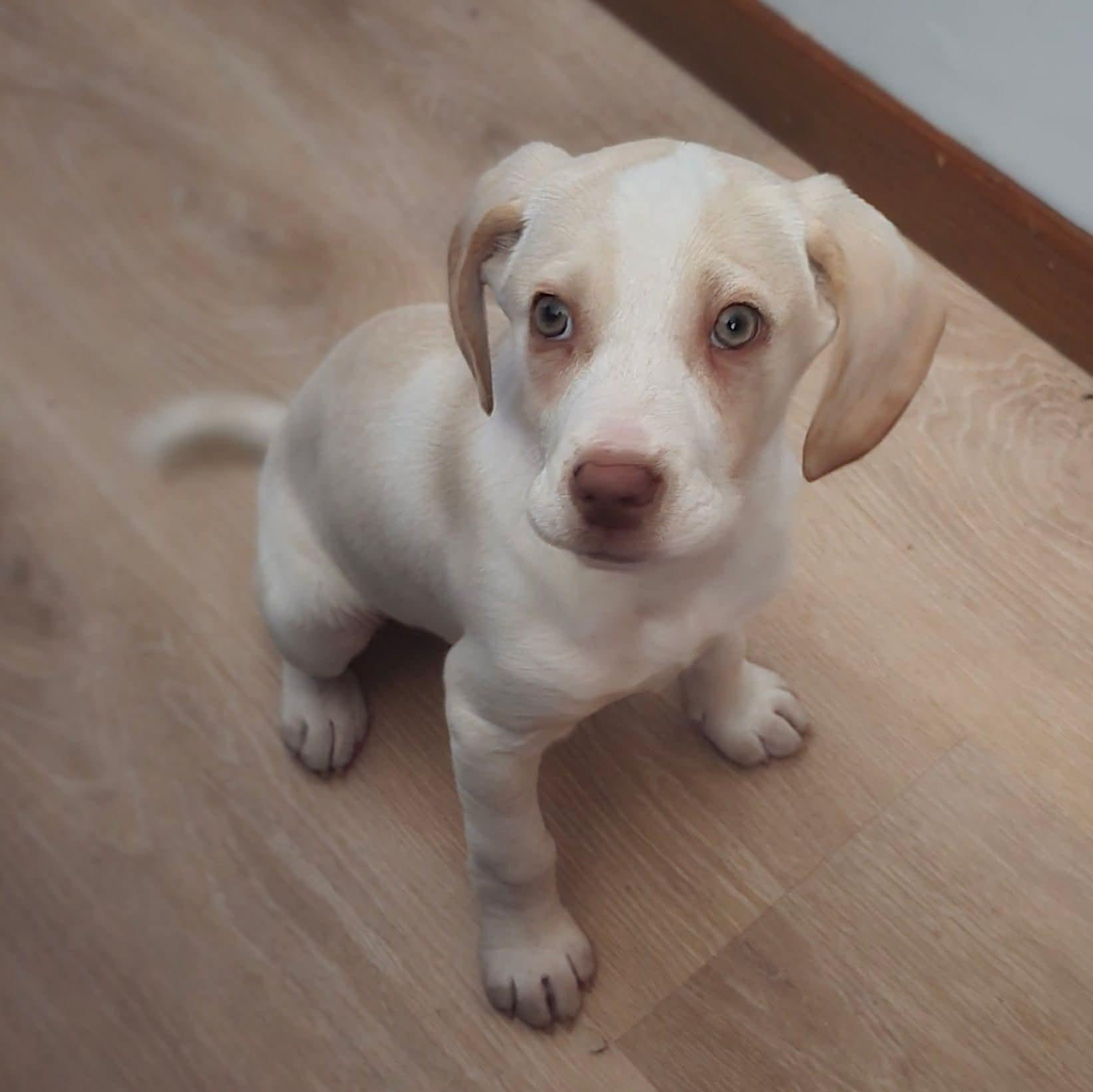 Enlarge Abner, an adopted mixed breed in East Peoria, IL image 3/6