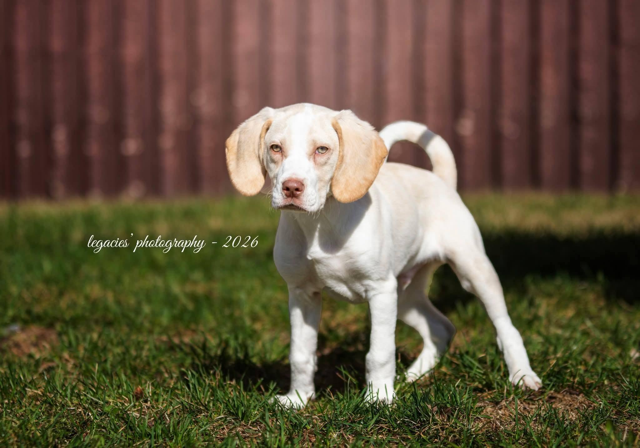 Enlarge Abner, an adopted mixed breed in East Peoria, IL image 6/6