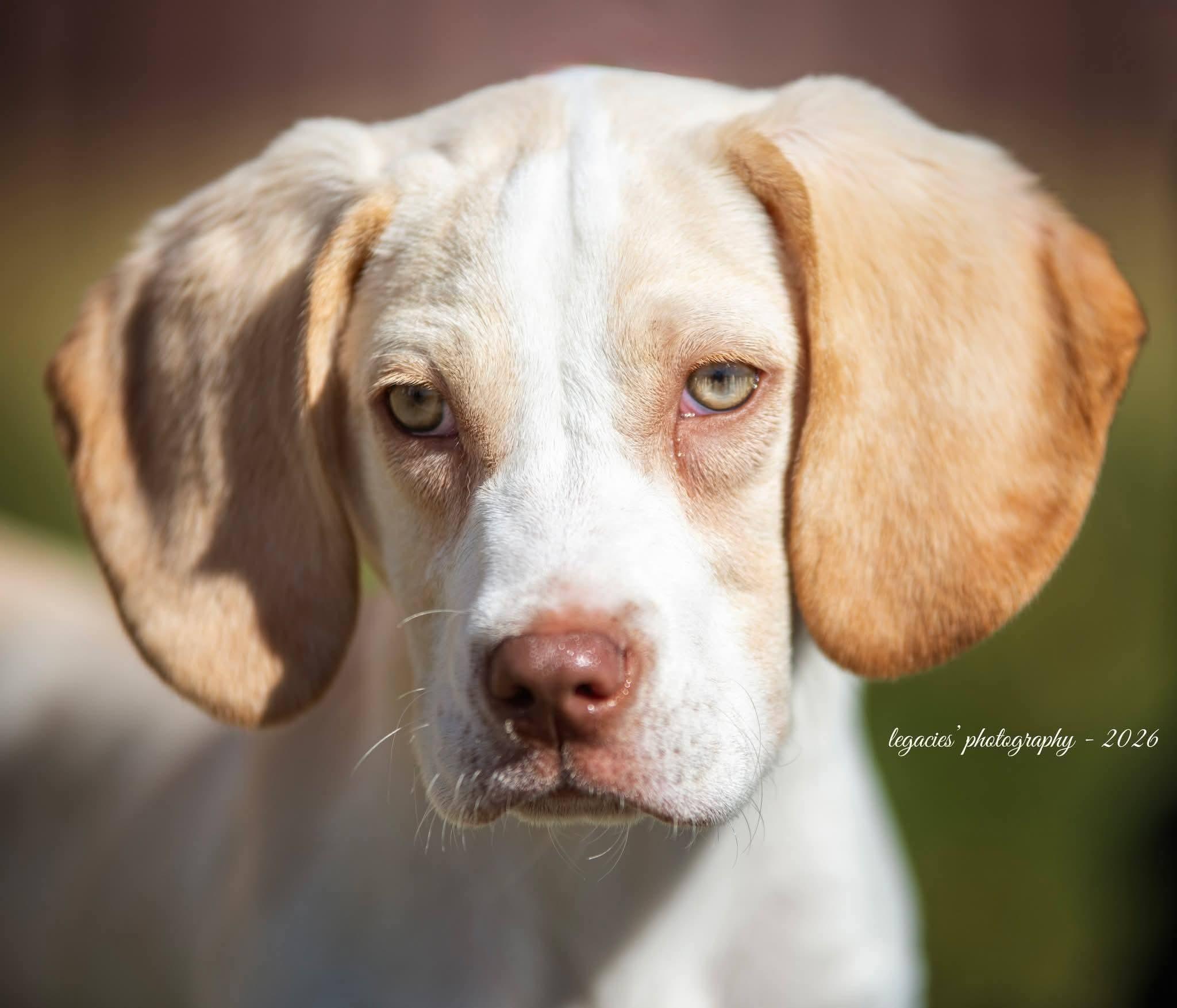 Enlarge Abner, an adopted mixed breed in East Peoria, IL image 5/6