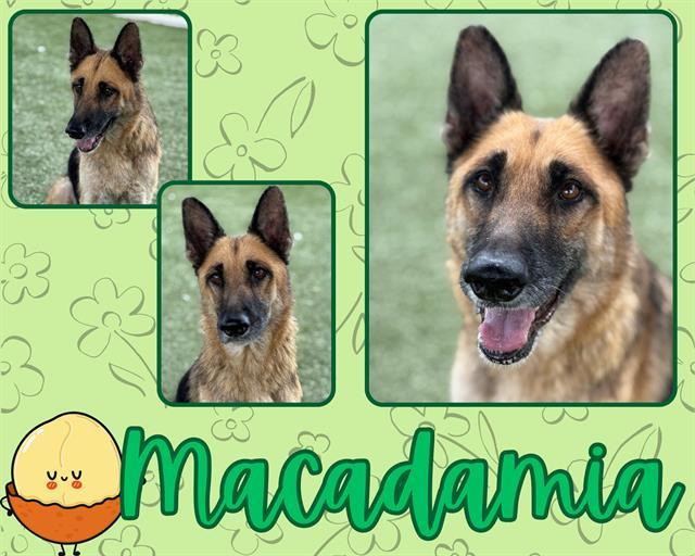 MACADAMIA, Adoptable, Adult Female German Shepherd Dog.