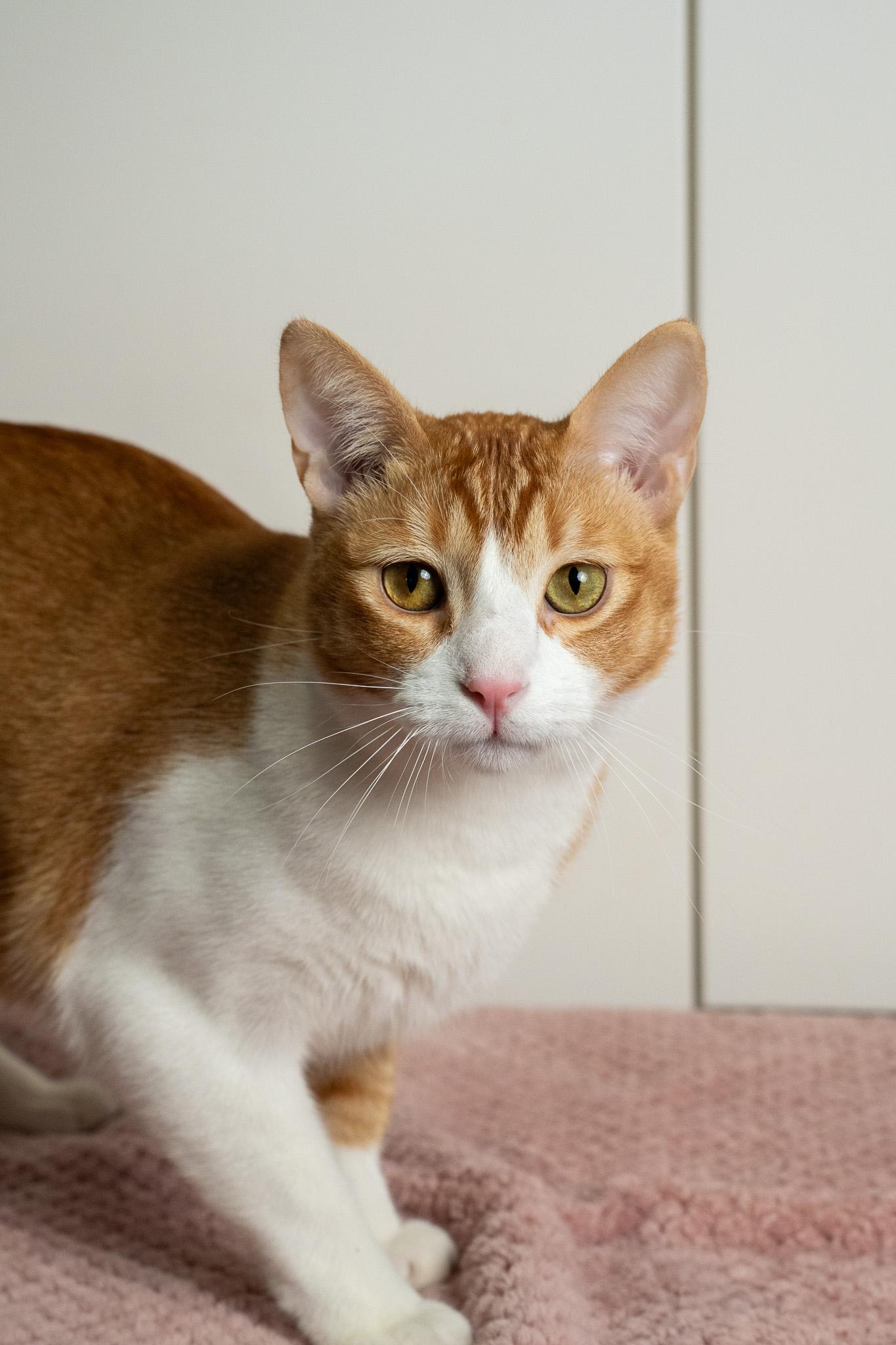 Enlarge Orange Theory, a Adopted Domestic Short Hair in Los Angeles, CA image 2/2