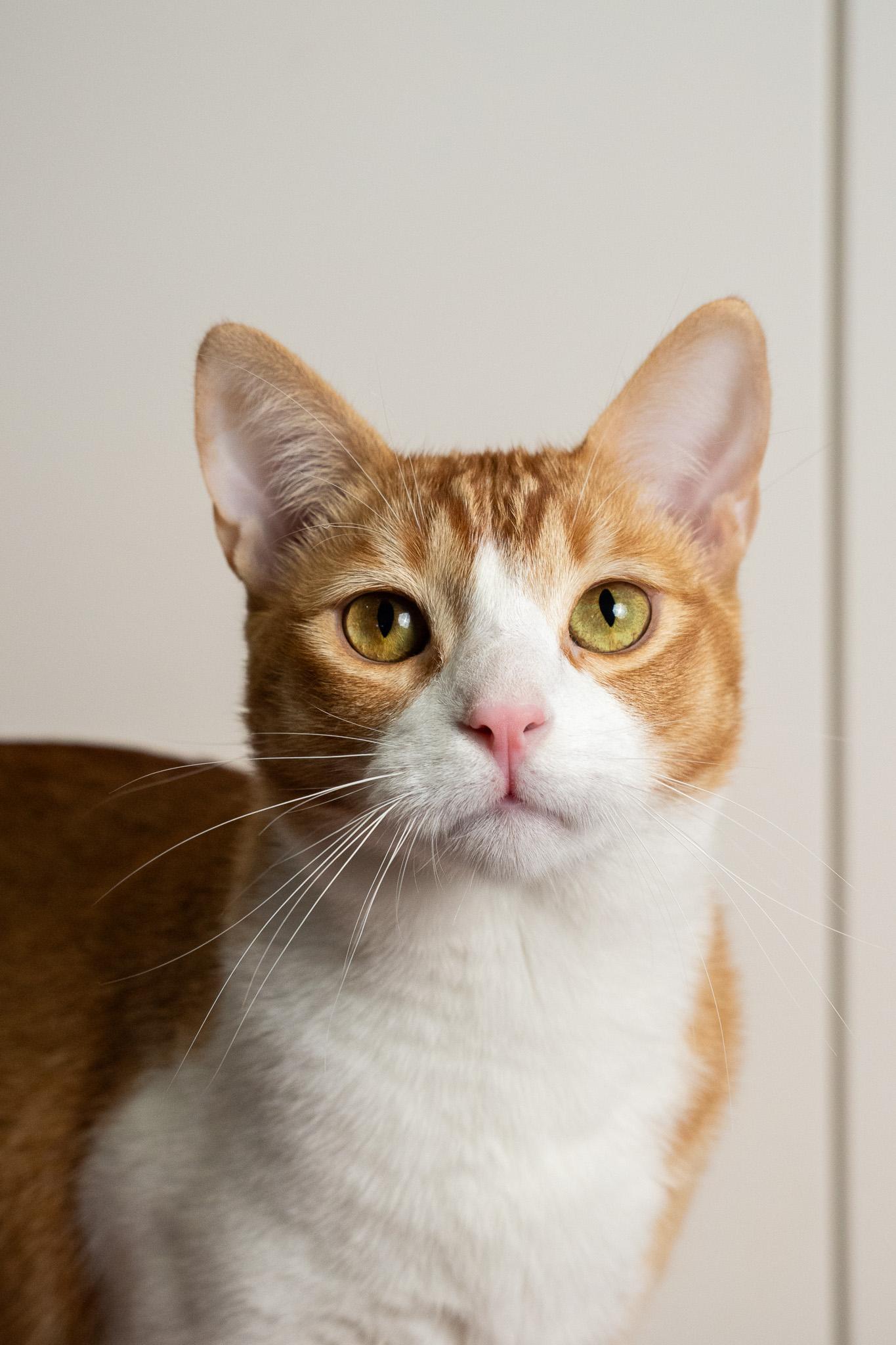 Orange Theory, Adopted, Kitten Male Domestic Short Hair.