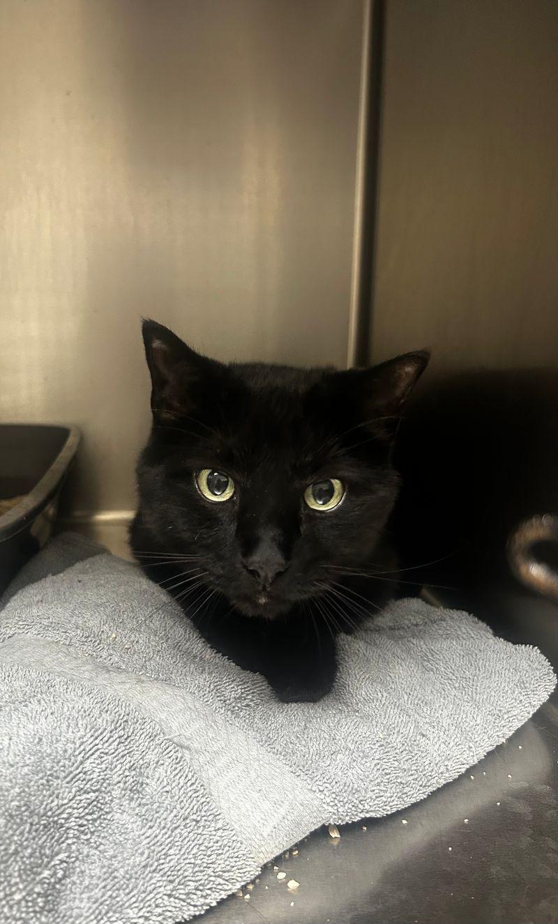 Blacky cat, Adoptable, Senior Male Domestic Short Hair.