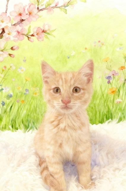 Butterscotch, Adoptable, Kitten Male Domestic Medium Hair.