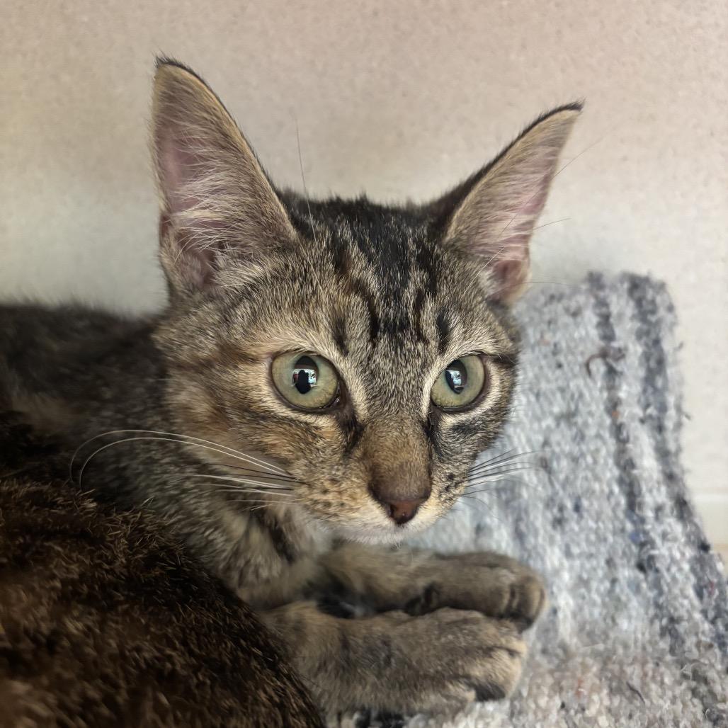 Enlarge Lillith, an adopted Domestic Short Hair in Hudson, NY image 1/1