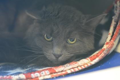 Enlarge Lotus 10, a Adoptable mixed breed in Fallston, MD image 1/3