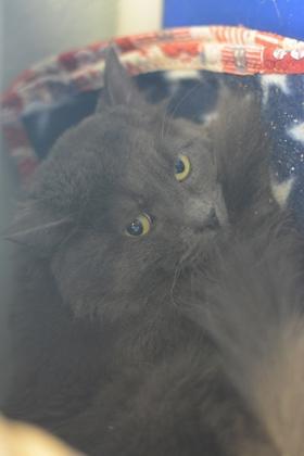 Enlarge Lotus 10, a Adoptable mixed breed in Fallston, MD image 2/3