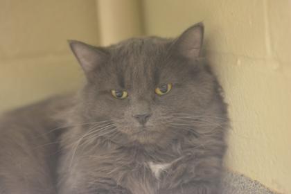 Enlarge Lotus 10, a Adoptable mixed breed in Fallston, MD image 2/3