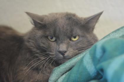 Enlarge Lotus 10, a Adoptable mixed breed in Fallston, MD image 3/3