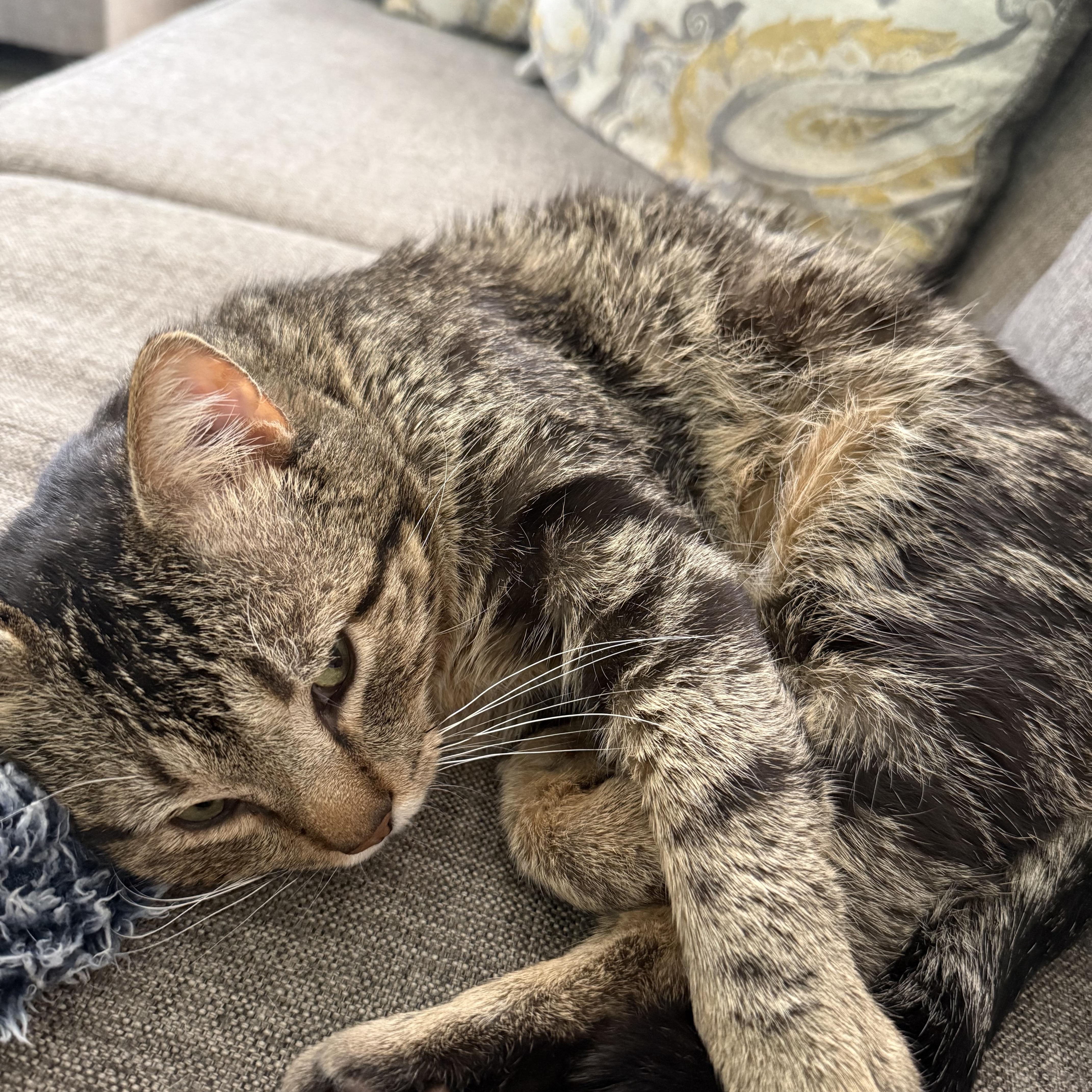 Enlarge Bob, an adopted Domestic Short Hair in Mississippi State, MS image 4/6