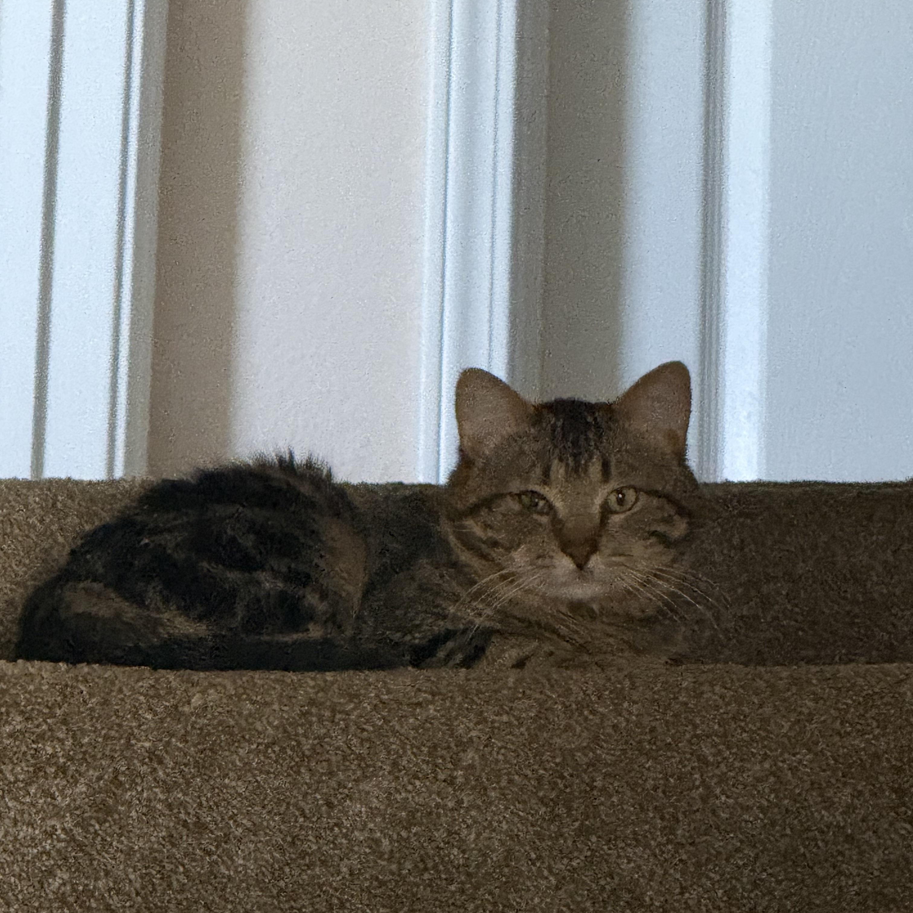 Enlarge Bob, an adopted Domestic Short Hair in Mississippi State, MS image 5/6