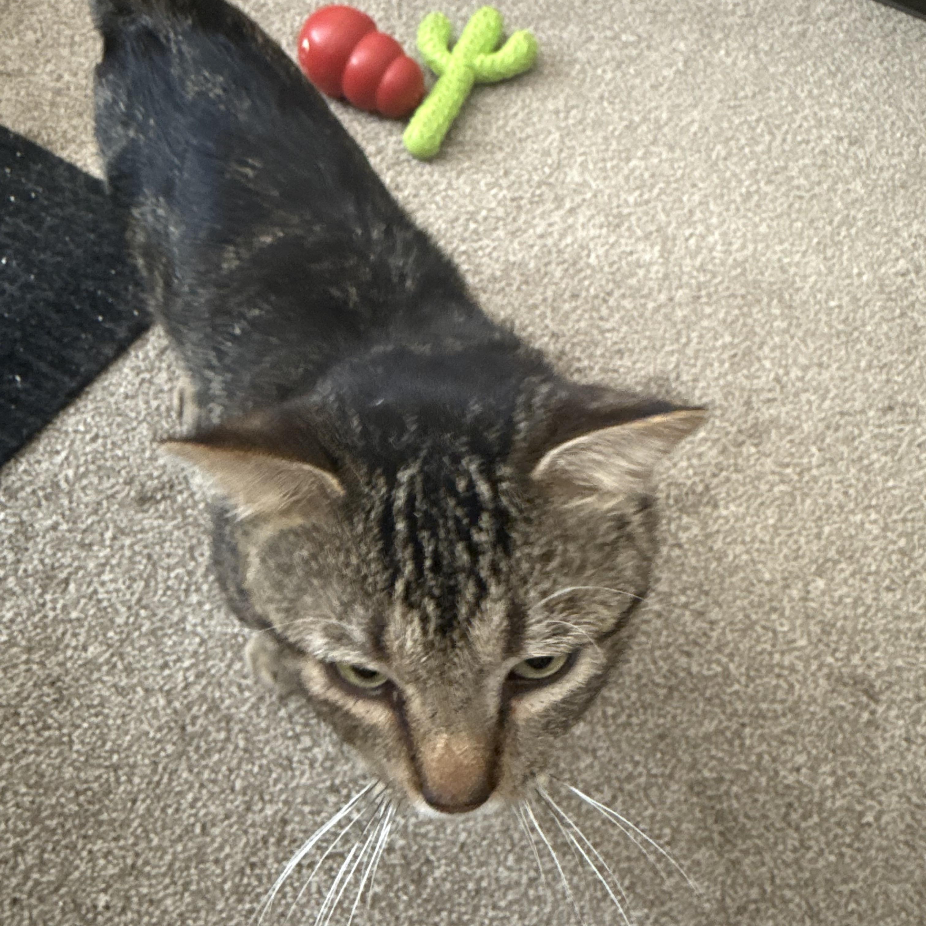 Enlarge Bob, an adopted Domestic Short Hair in Mississippi State, MS image 3/6