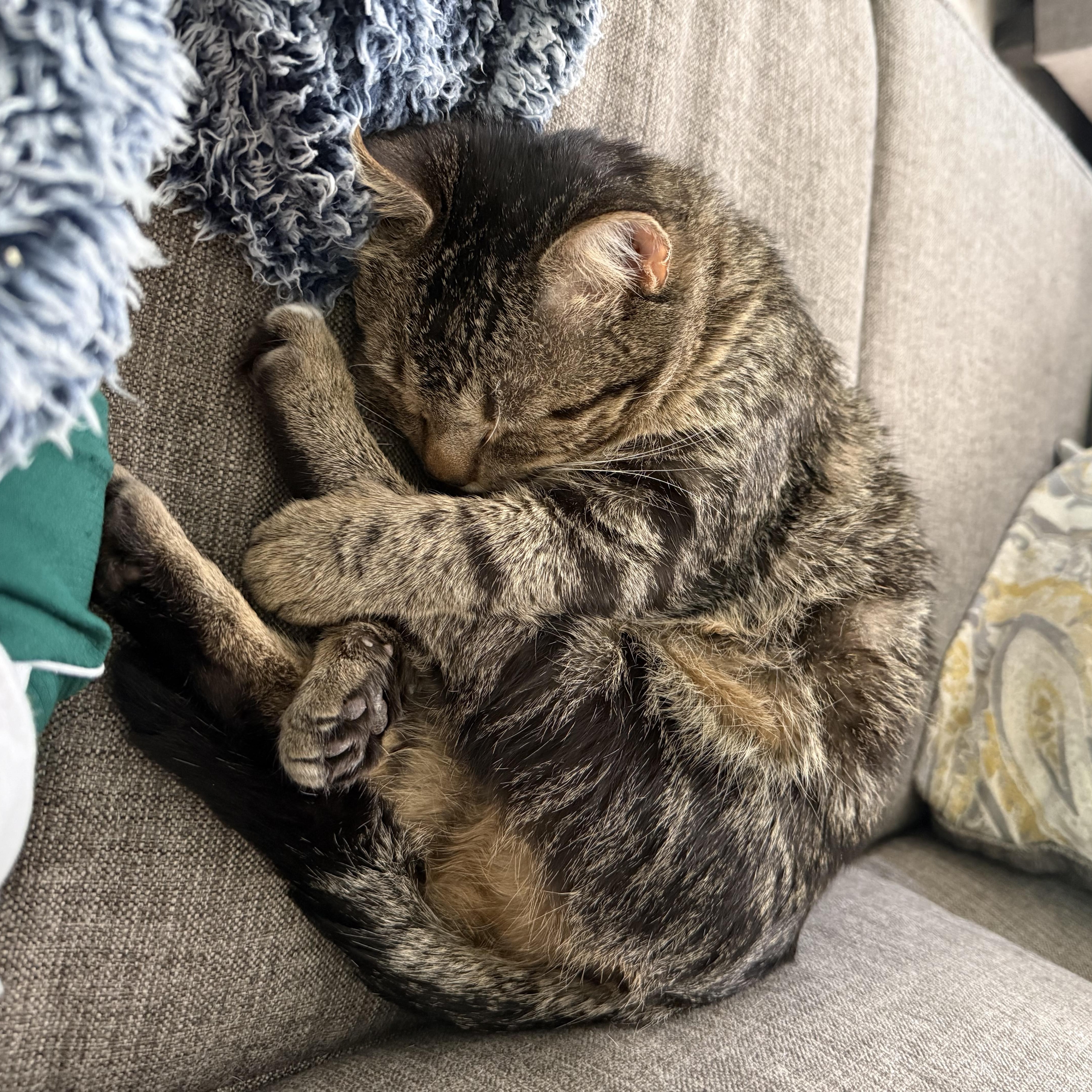 Enlarge Bob, an adopted Domestic Short Hair in Mississippi State, MS image 2/6