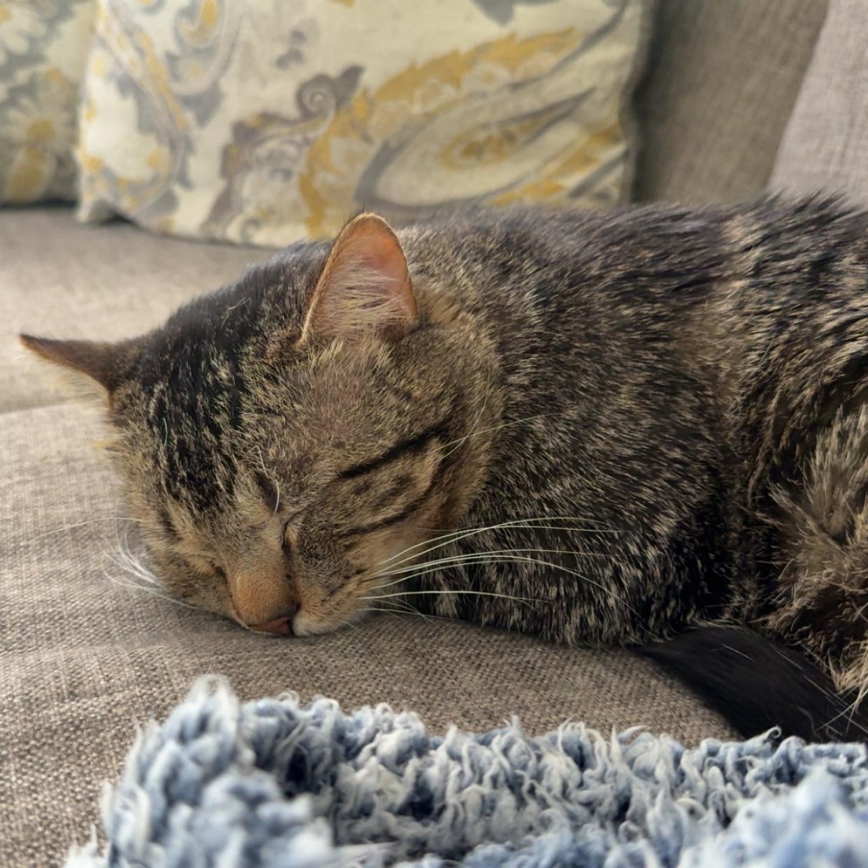 Enlarge Bob, an adopted Domestic Short Hair in Mississippi State, MS image 1/6