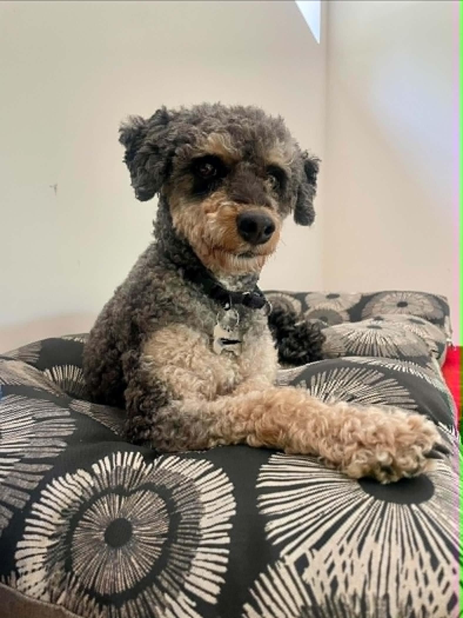 Lola, a Adoptable Poodle in Etobicoke, ON image 1/3