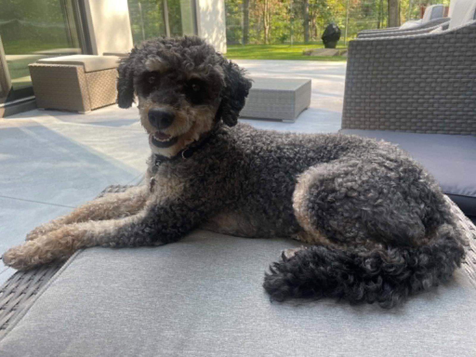 Lola, a Adoptable Poodle in Etobicoke, ON image 2/3
