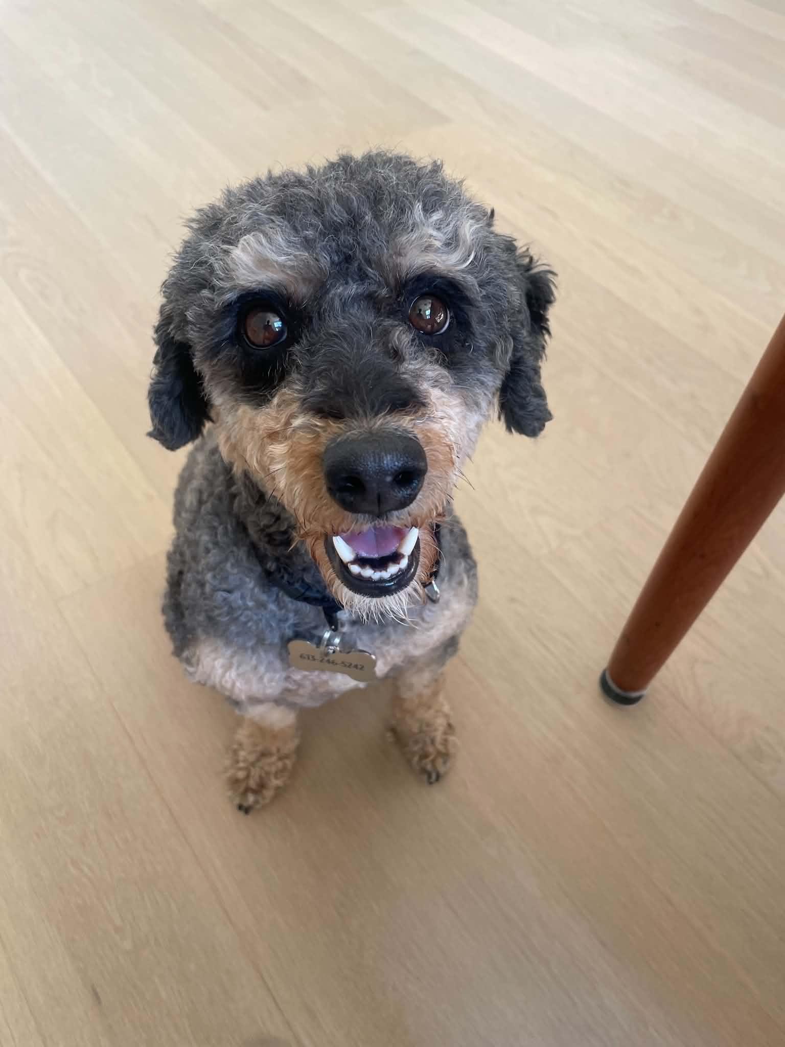 Lola, a Adoptable Poodle in Etobicoke, ON image 3/3