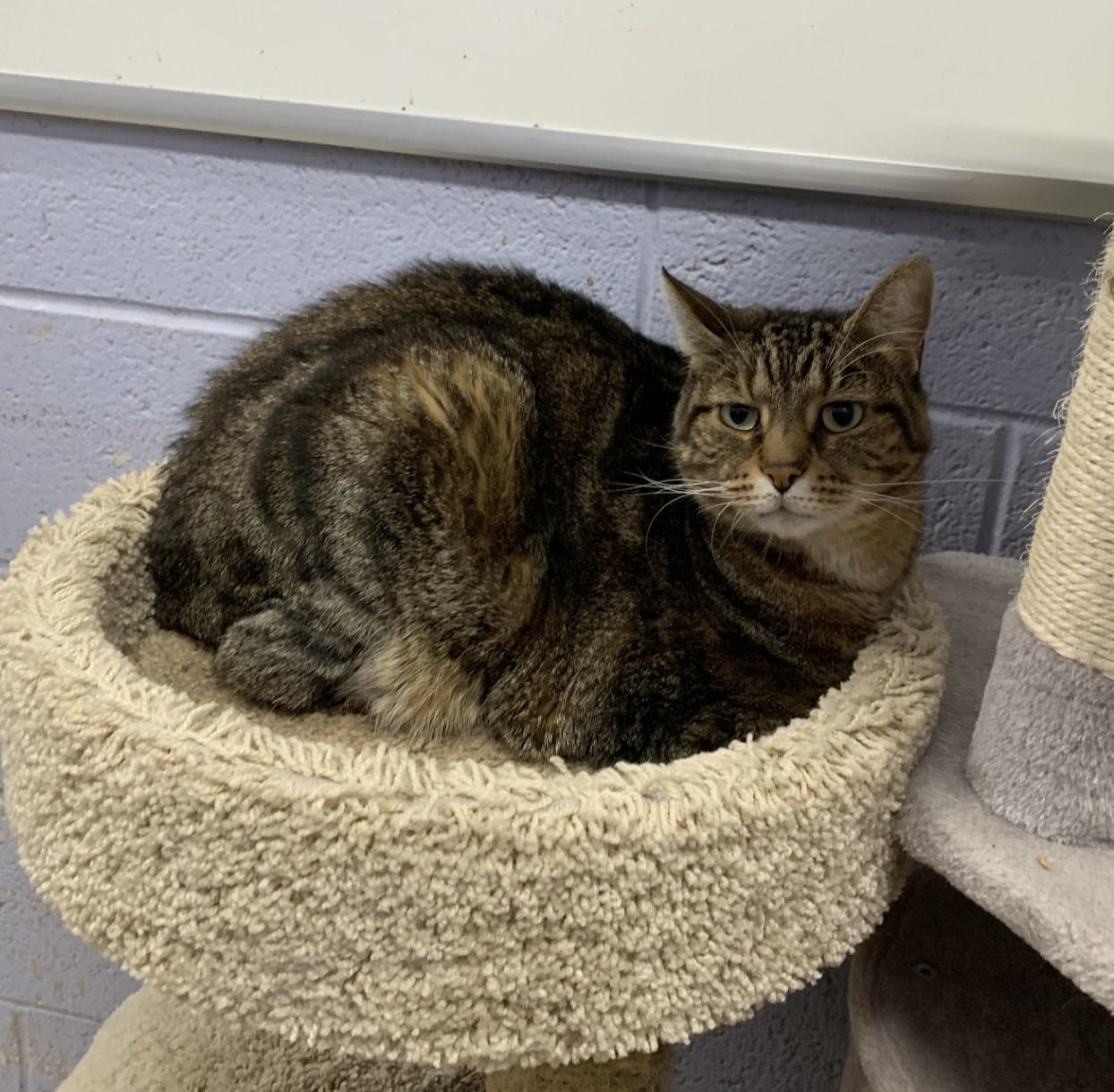 PD (Bonded with Ernie), Adoptable, Senior Male Domestic Short Hair.