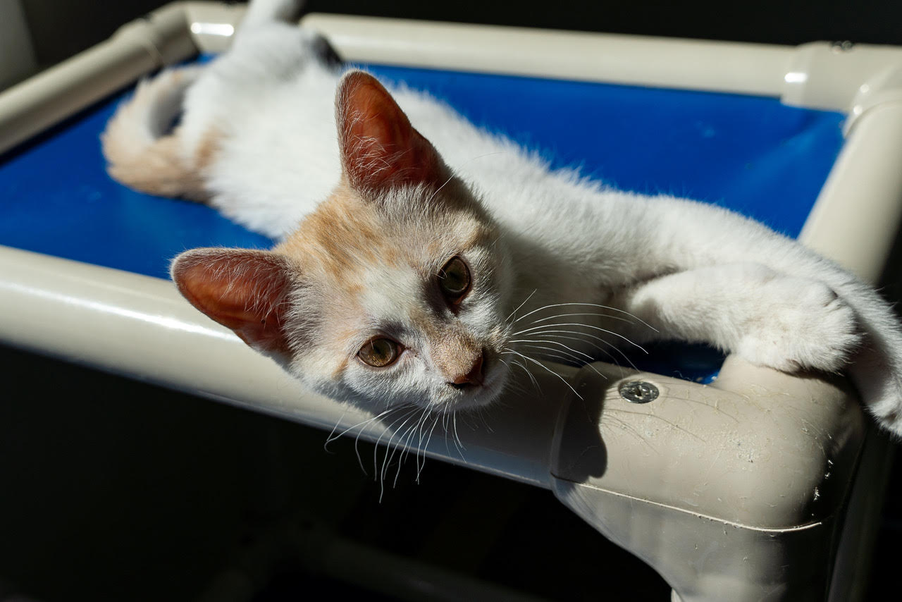 Keenk, Baby Male Domestic Short Hair