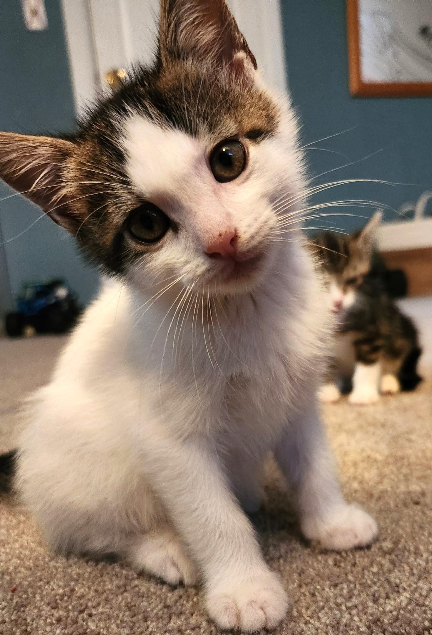 Kevin, Molly & Daisy, an adopted Tabby in Closter, NJ image 5/5
