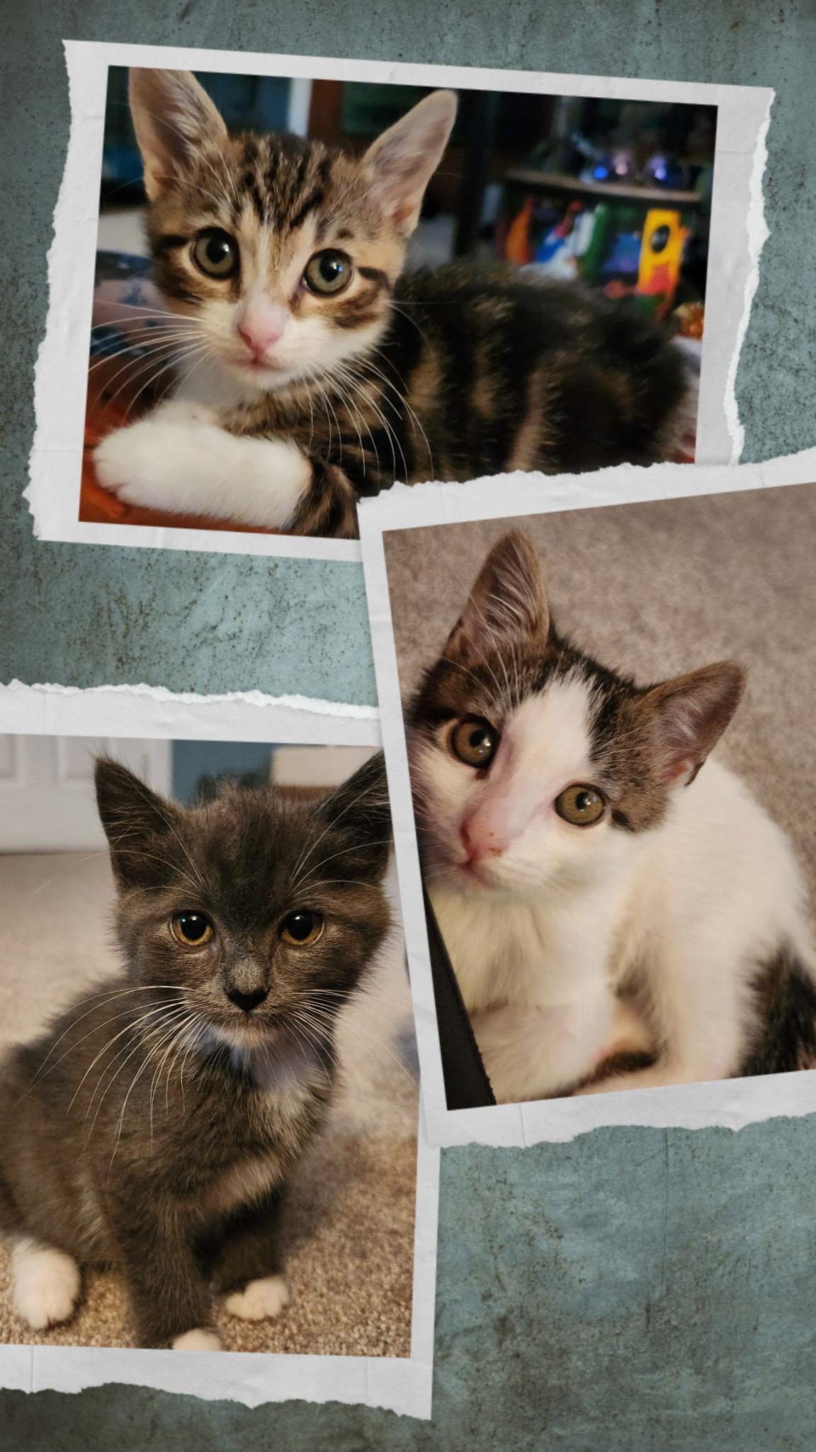 Kevin, Molly & Daisy, an adopted Tabby in Closter, NJ image 2/5