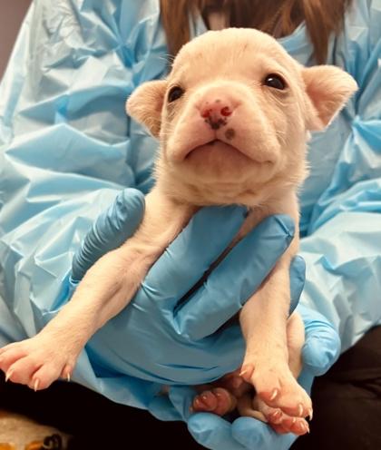 Skim, Adoptable, Young Male Mixed Breed & Mixed Breed.