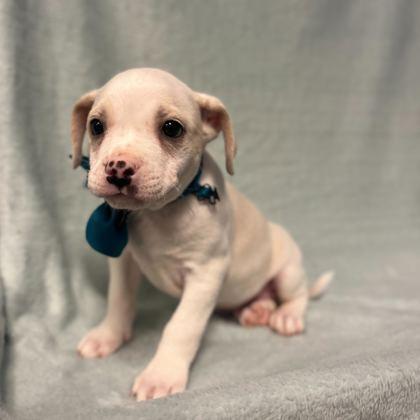 Enlarge Skim, a Adoptable mixed breed in Columbus, OH image 2/3