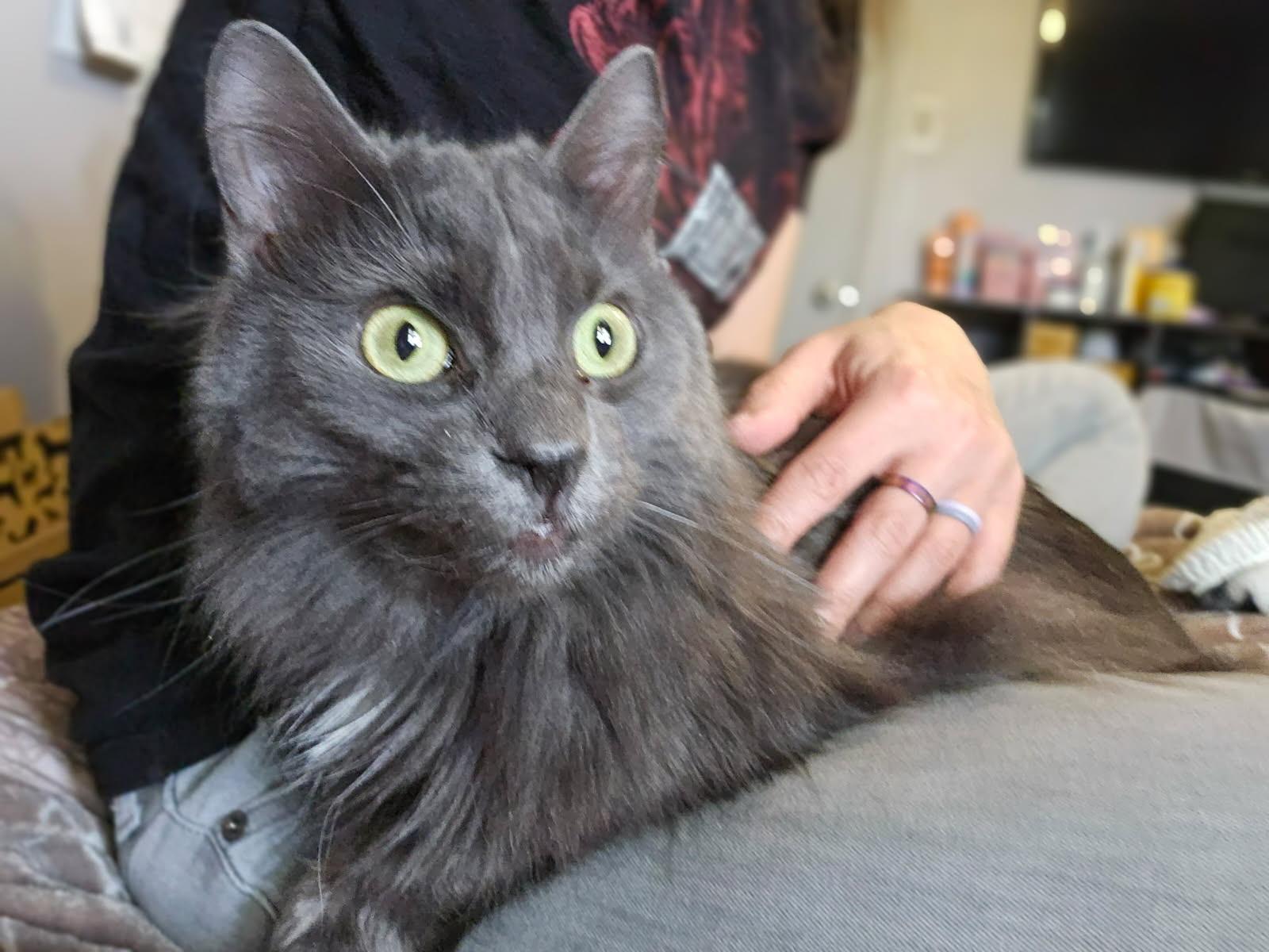 Enlarge Eva, a Adoptable Domestic Long Hair in Spring City, PA image 1/1