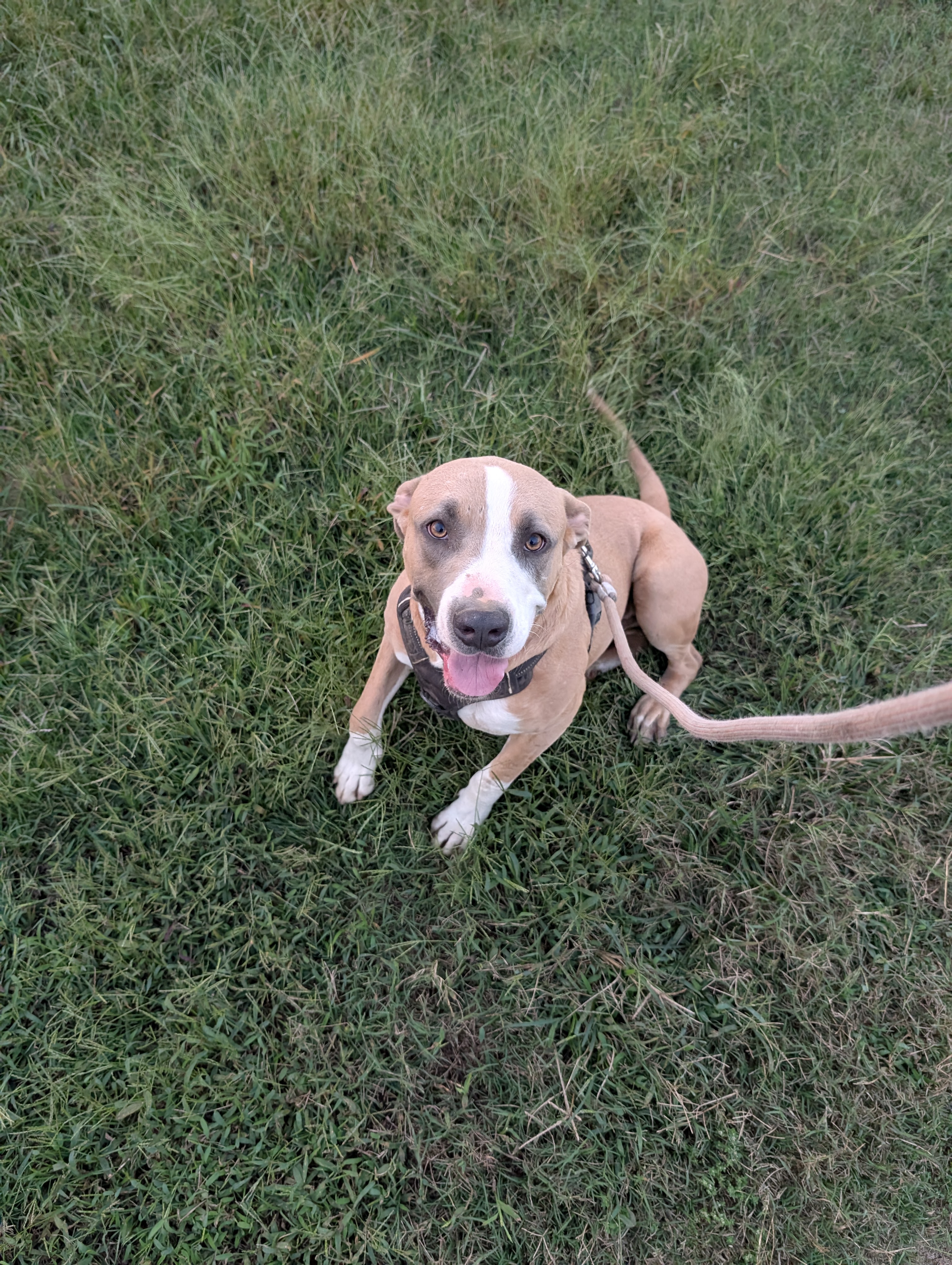 Blaze (NO ADOPTION FEE Home, Foster or Rescue Needed ASAP), Adoptable, Adult Male Terrier.