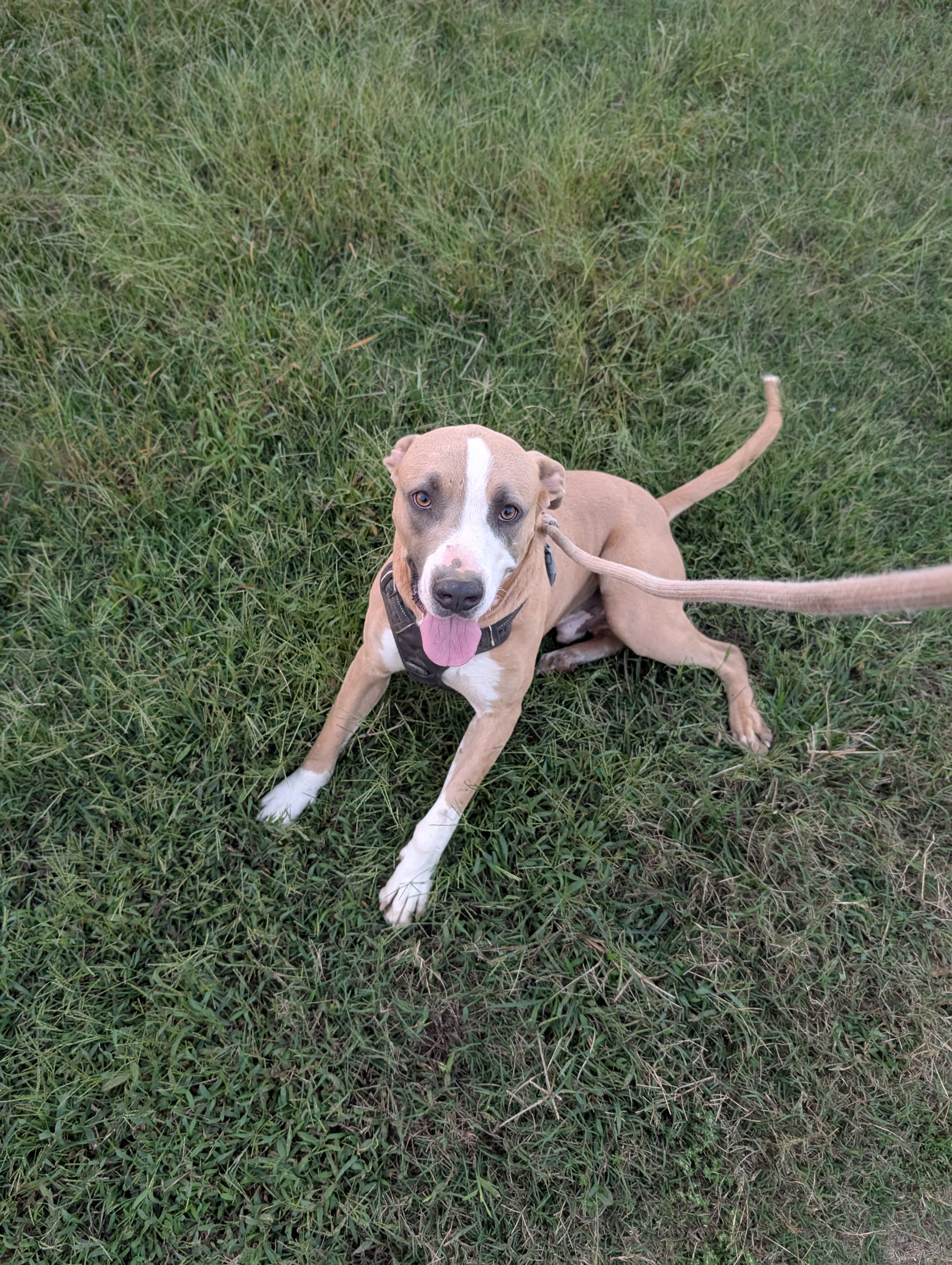 Enlarge Blaze (NO ADOPTION FEE Home, Foster or Rescue Needed ASAP), a Adoptable mixed breed in Guntersville, AL image 3/3