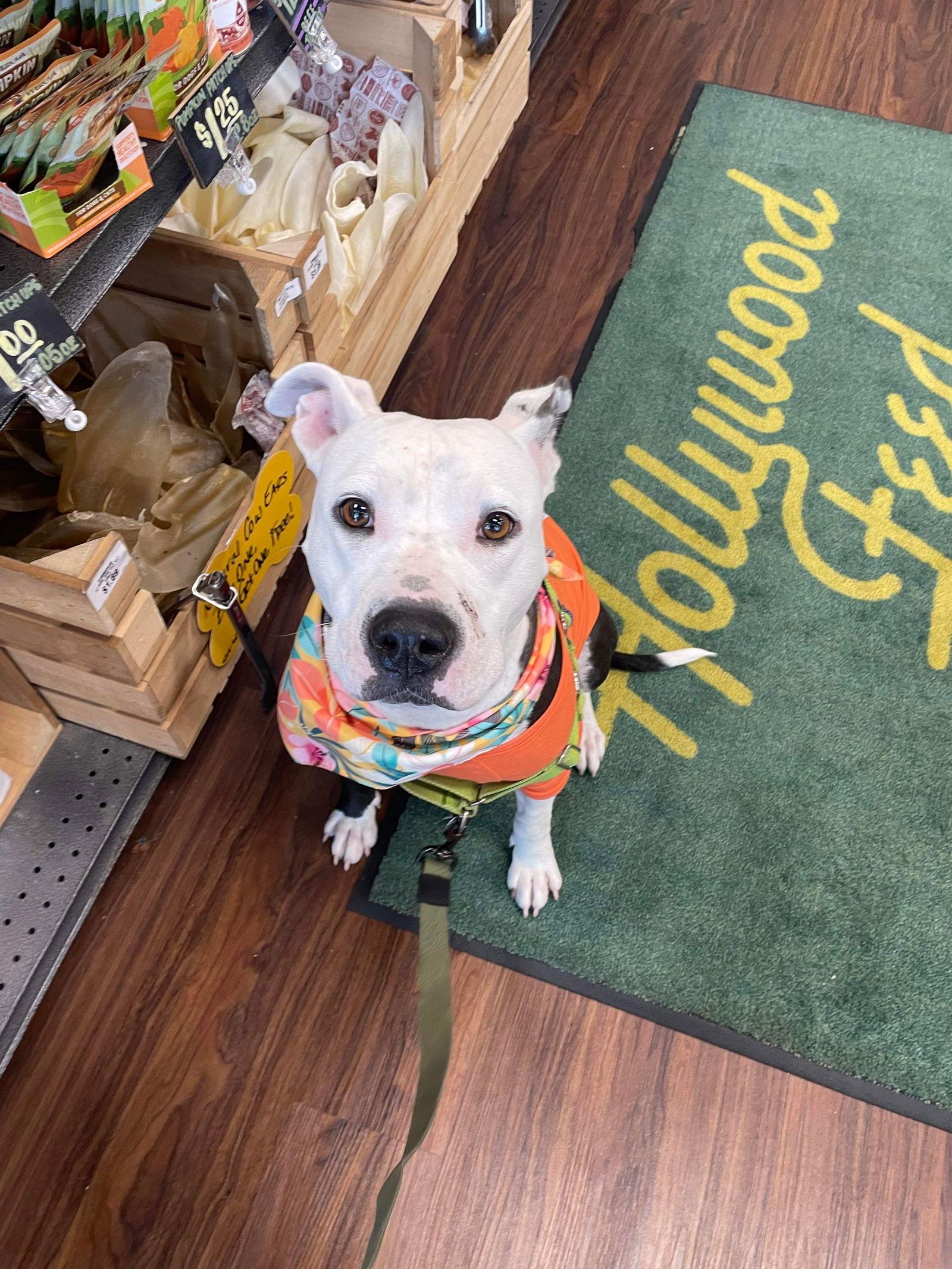 Roxy, Adoptable, Adult Female Terrier.