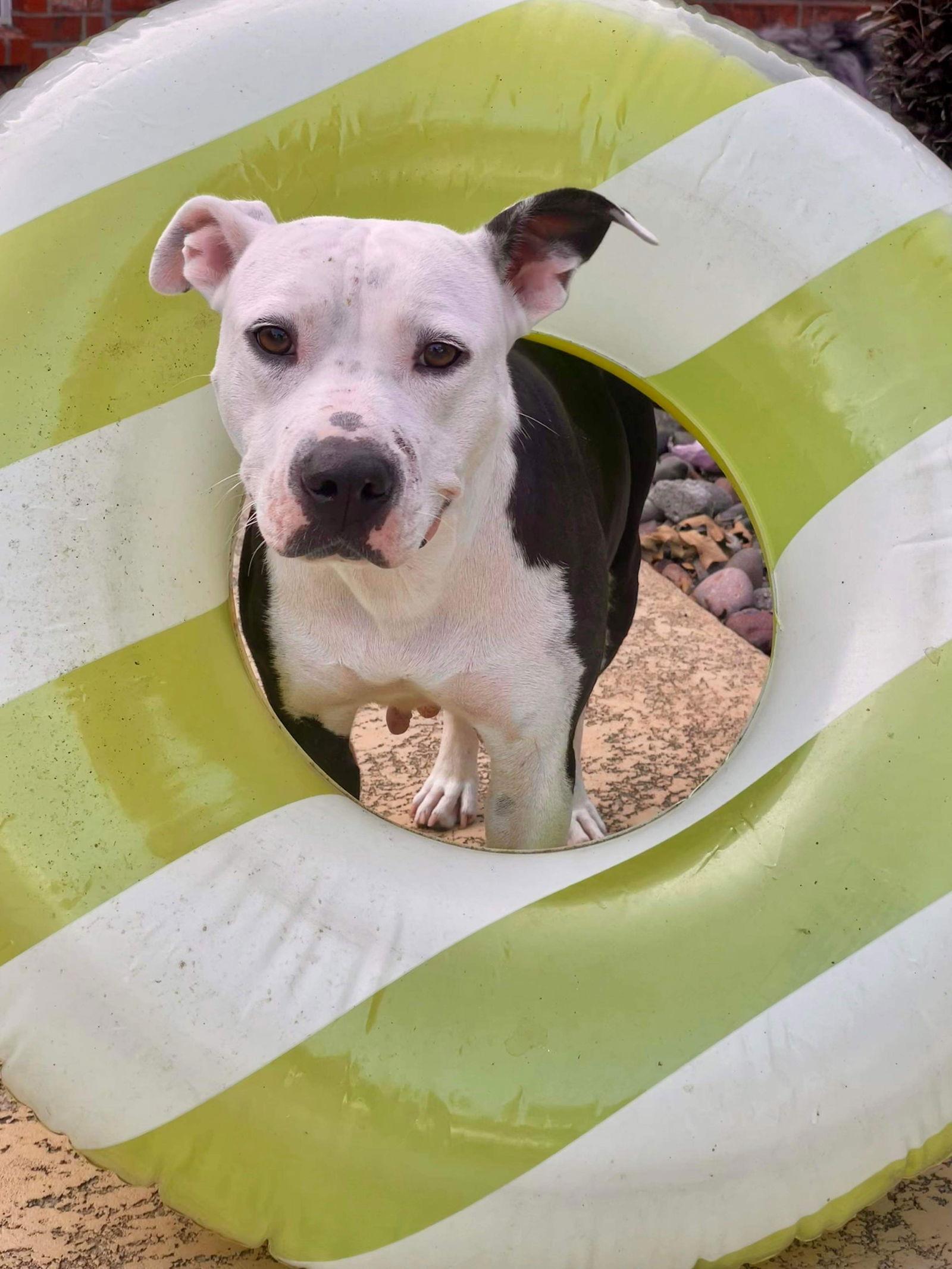 Roxy, a Adoptable Terrier in Shreveport, LA image 2/3