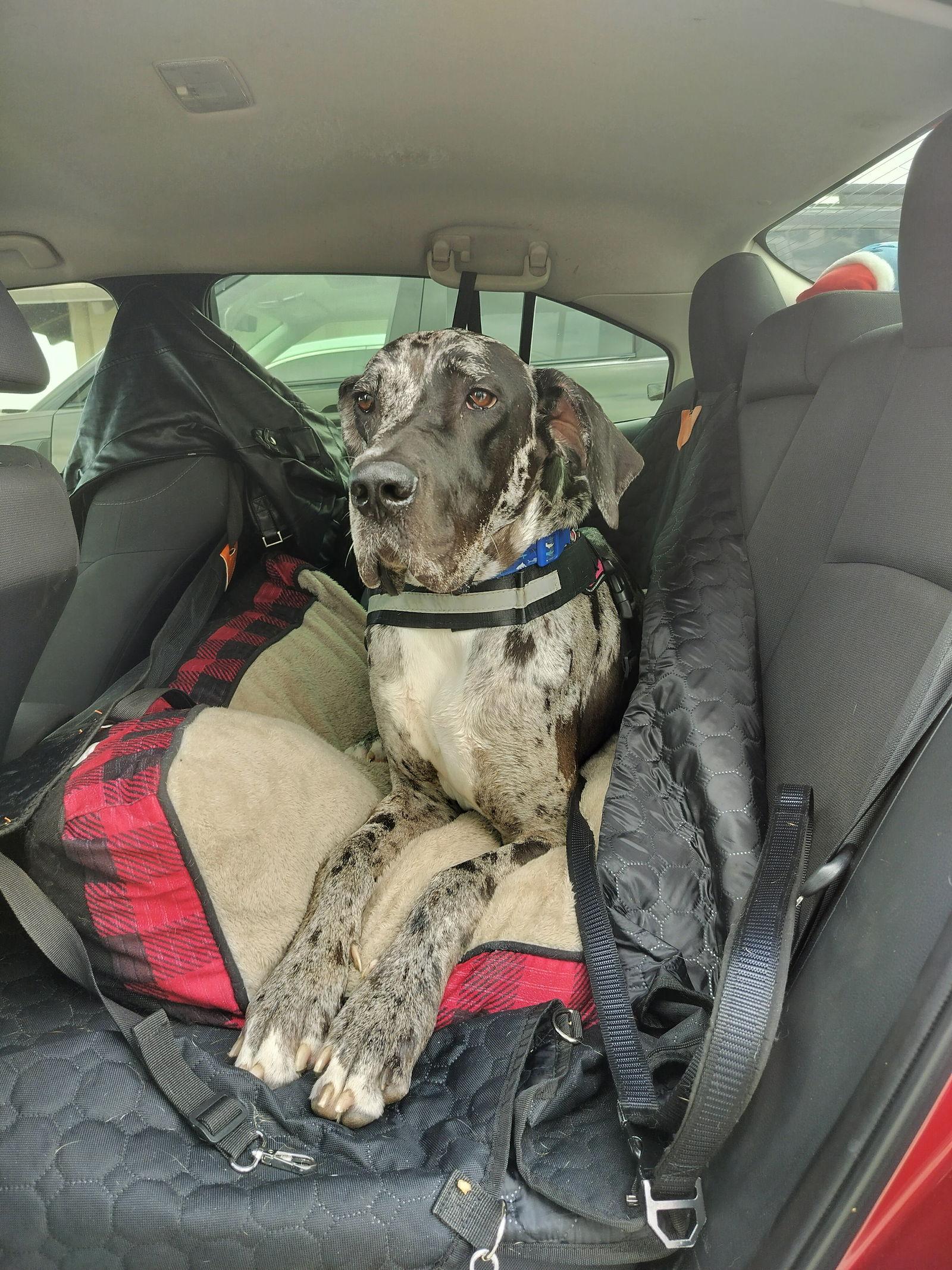 Enlarge Odin FH, a Adoptable Great Dane in Sanford, FL image 1/3