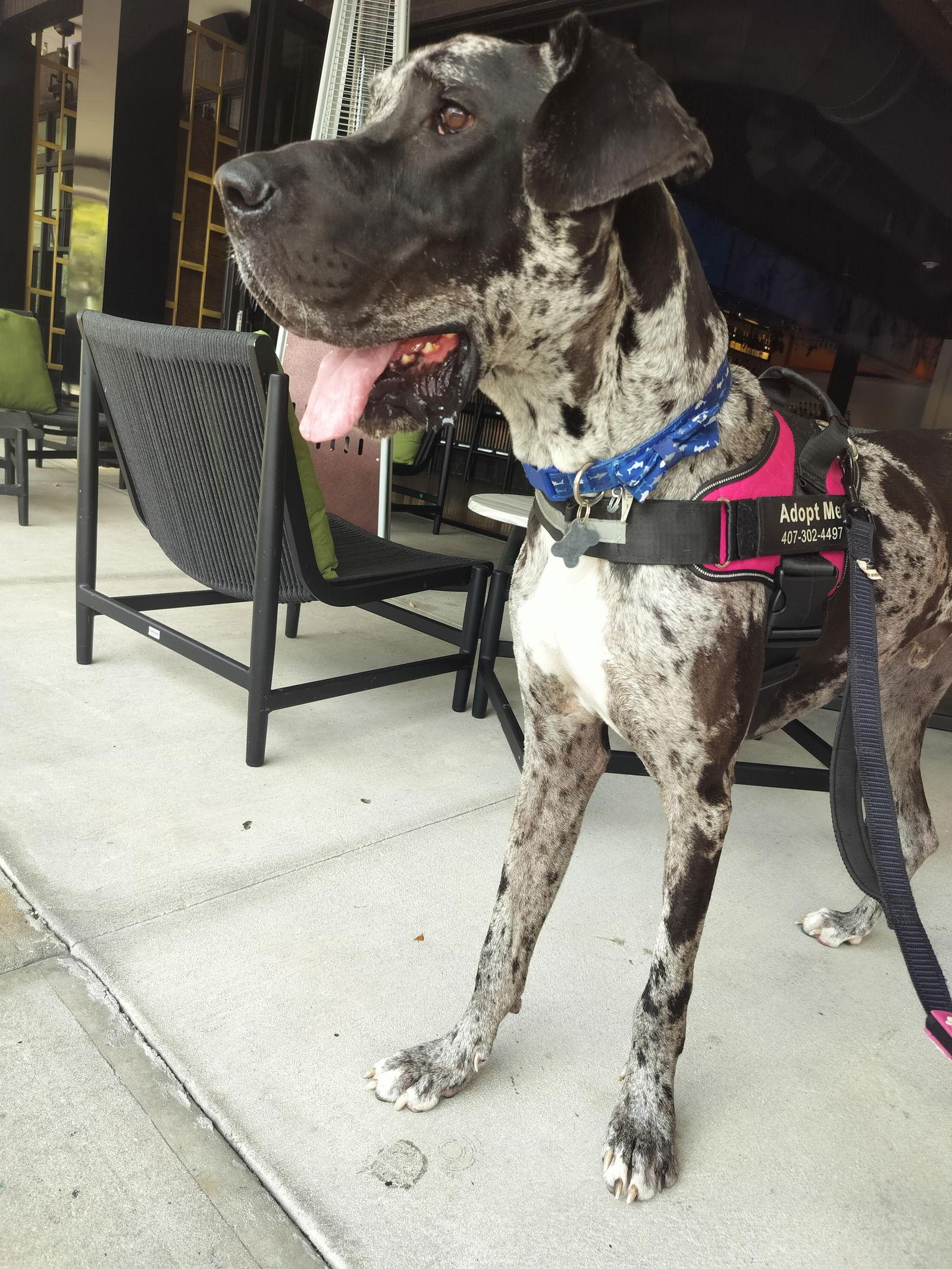 Enlarge Odin FH, a Adoptable Great Dane in Sanford, FL image 2/3