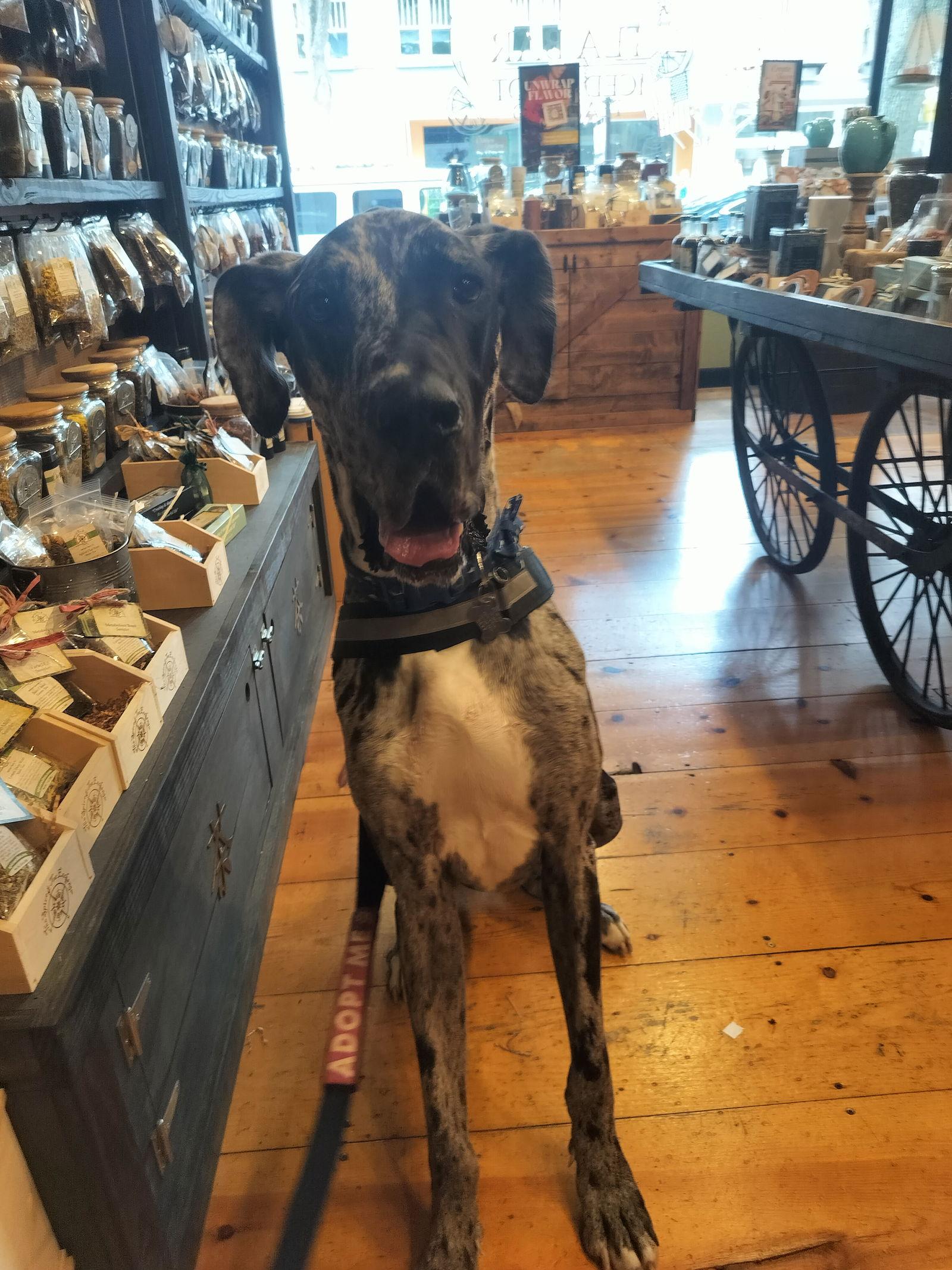 Enlarge Odin FH, a Adoptable Great Dane in Sanford, FL image 3/3