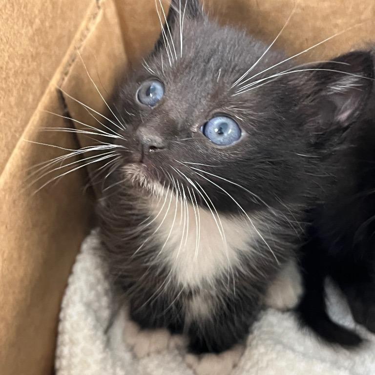 Rome, Adoptable, Kitten Female Domestic Short Hair.