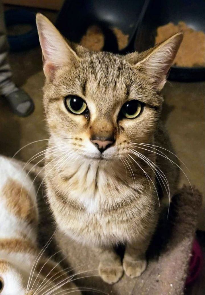 Robyn & Pipper, a Adoptable Domestic Short Hair in Ellijay, GA image 1/6