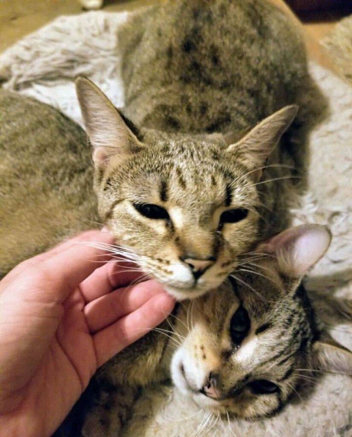 Robyn & Pipper, a Adoptable Domestic Short Hair in Ellijay, GA image 2/6