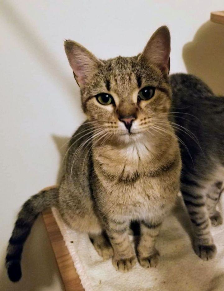 Robyn & Pipper, a Adoptable Domestic Short Hair in Ellijay, GA image 3/6