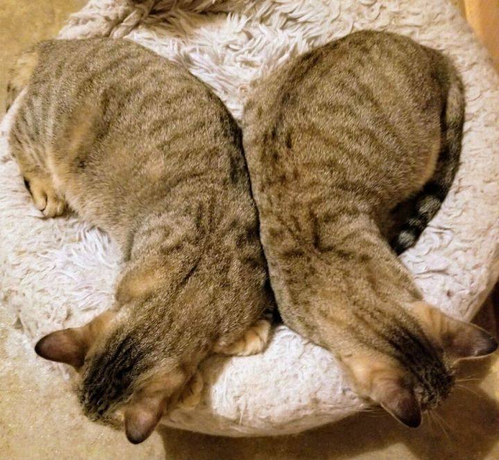 Robyn & Pipper, Adoptable, Adult Female Domestic Short Hair.