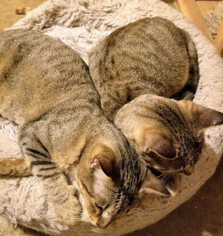 Robyn & Pipper, a Adoptable Domestic Short Hair in Ellijay, GA image 5/6