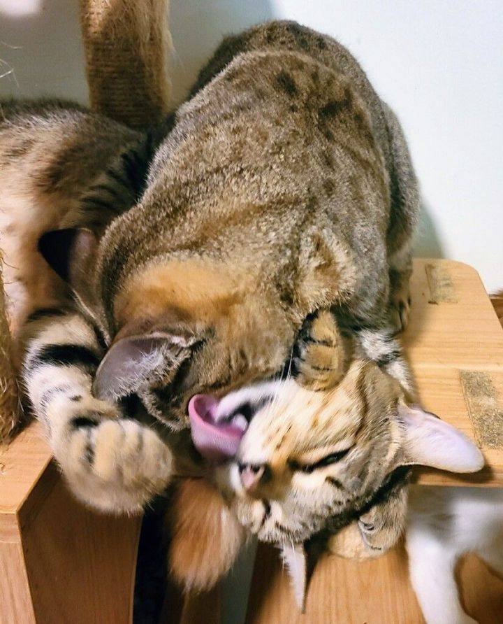 Robyn & Pipper, a Adoptable Domestic Short Hair in Ellijay, GA image 6/6