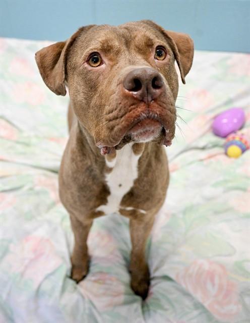 Enlarge PARKER, a Adoptable Staffordshire Bull Terrier in Kalamazoo, MI image 1/1