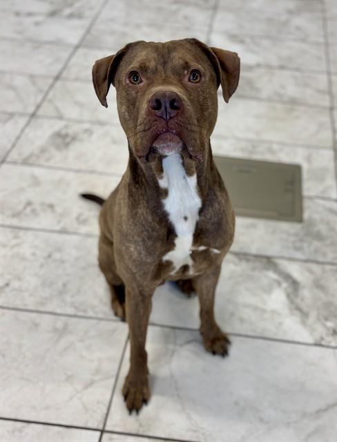 PARKER, Adoptable, Young Male Staffordshire Bull Terrier.