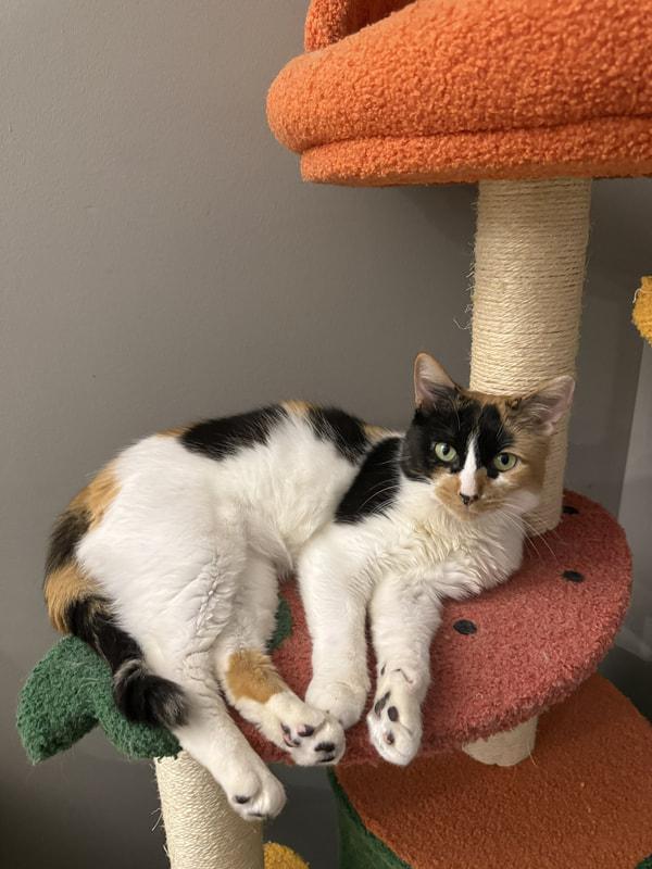 Kleo, an adopted Domestic Short Hair in Kalamazoo, MI image 3/6