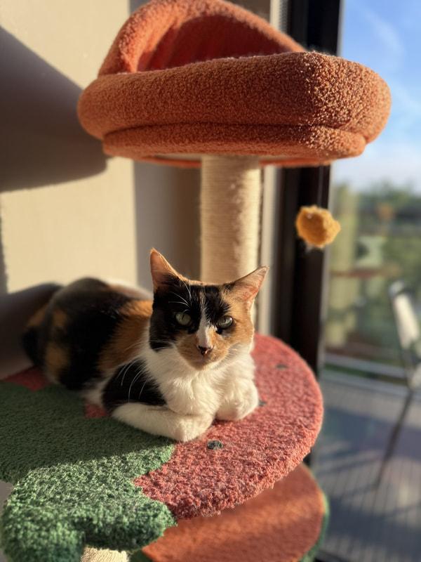 Kleo, an adopted Domestic Short Hair in Kalamazoo, MI image 5/6