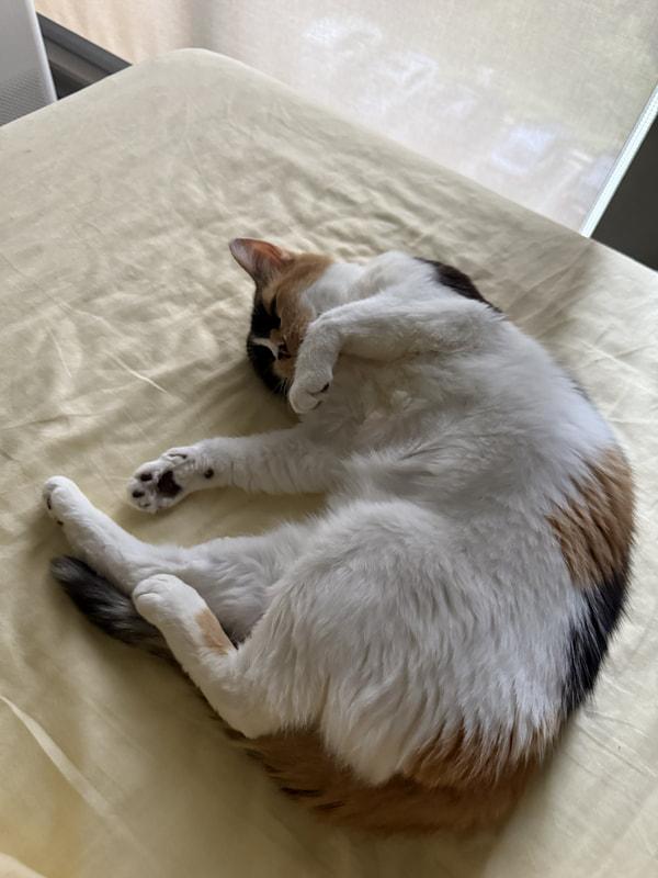 Kleo, an adopted Domestic Short Hair in Kalamazoo, MI image 2/6